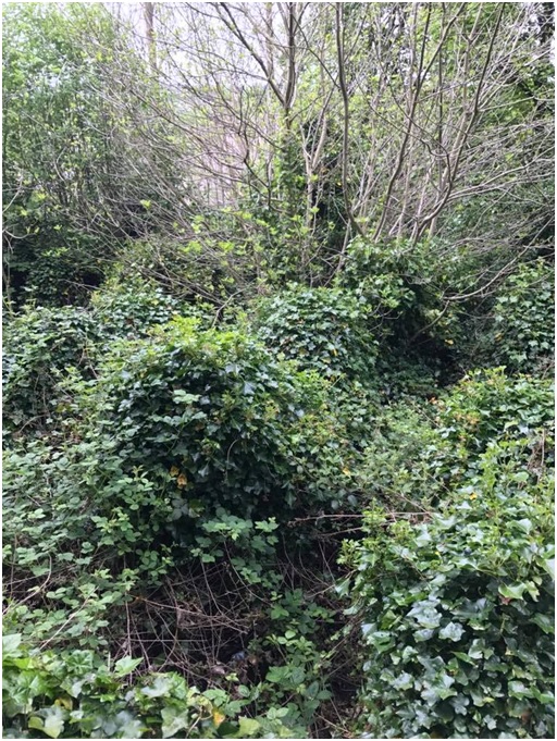 Ivy covered gravestones